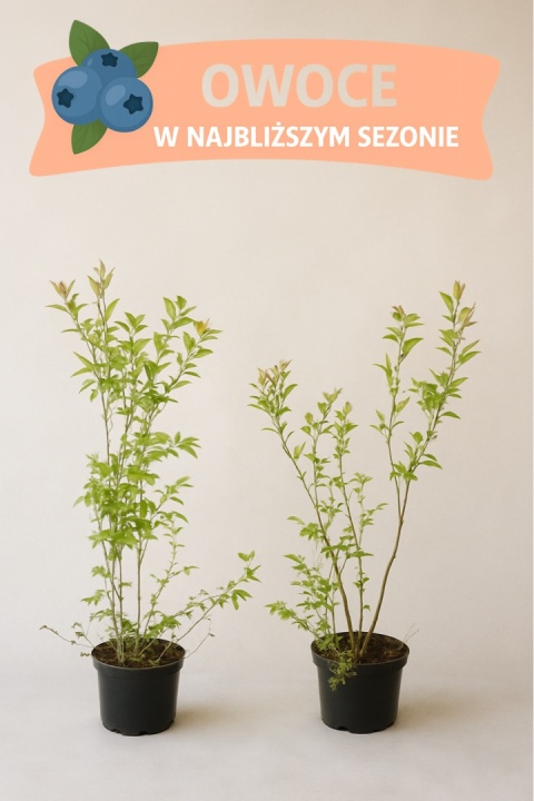 Borówka amerykańska BLUECROP | 3-letnia | Doniczka 1,5 Litra | 60cm