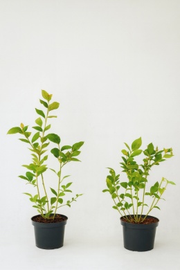 Borówka amerykańska CHANDLER | 2-letnia | Doniczka 1,5 Litra | 45cm