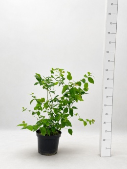 Borówka amerykańska BLUECROP | 2-letnia | Doniczka 1,5 Litra | 45cm