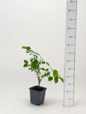 Borówka amerykańska BLUECROP | 2-letnia | Doniczka P9 0,5 Litra | 30cm