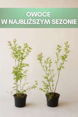 Borówka amerykańska BLUECROP | 3-letnia | Doniczka 1,5 Litra | 60cm
