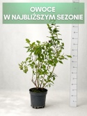 Borówka amerykańska BLUECROP | 3-letnia | Doniczka 1,5 Litra | 60cm