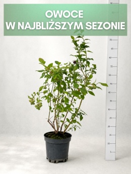 Borówka amerykańska BLUECROP | 3-letnia | Doniczka 1,5 Litra | 60cm