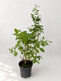 Borówka amerykańska BLUECROP | 3-letnia | Doniczka 1,5 Litra | 60cm
