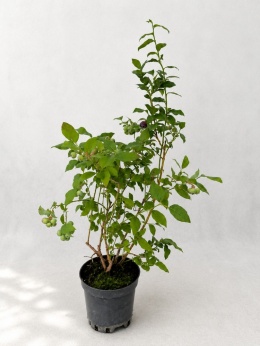 Borówka amerykańska BLUECROP | 3-letnia | Doniczka 1,5 Litra | 60cm