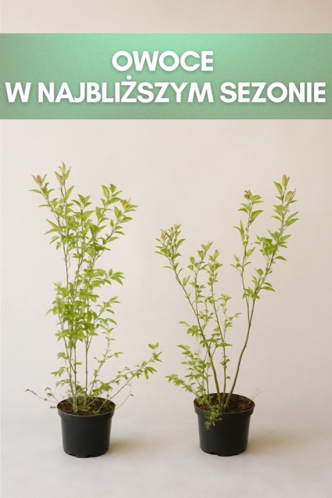 Borówka amerykańska BLUECROP | 3-letnia | Doniczka 2 Litry | 70cm