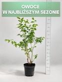 Borówka amerykańska BLUECROP | 3-letnia | Doniczka 2 Litry | 70cm