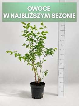 Borówka amerykańska BLUECROP | 3-letnia | Doniczka 2 Litry | 70cm