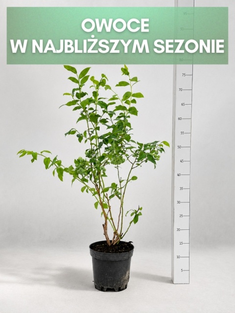 Borówka amerykańska BLUECROP | 3-letnia | Doniczka 2 Litry | 70cm