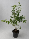 Borówka amerykańska BLUECROP | 3-letnia | Doniczka 2 Litry | 70cm