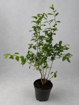 Borówka amerykańska BLUECROP | 3-letnia | Doniczka 2 Litry | 70cm