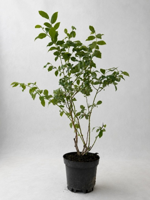 Borówka amerykańska BLUECROP | 3-letnia | Doniczka 2 Litry | 70cm