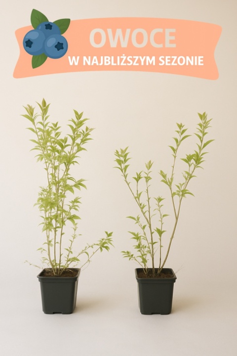 Borówka amerykańska BLUECROP | 3-letnia | Doniczka P9 0,5 Litra | 45cm