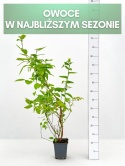 Borówka amerykańska BLUECROP | 3-letnia | Doniczka P9 0,5 Litra | 45cm