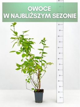 Borówka amerykańska BLUECROP | 3-letnia | Doniczka P9 0,5 Litra | 45cm