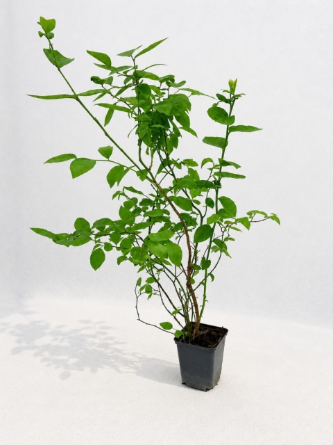Borówka amerykańska BLUECROP | 3-letnia | Doniczka P9 0,5 Litra | 45cm
