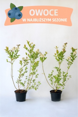 Borówka amerykańska BLUEGOLD | 3-letnia | Doniczka 1,5 Litra | 60cm