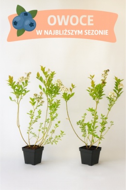 Borówka amerykańska BLUEGOLD | 3-letnia | Doniczka P9 0,5 Litra | 45cm