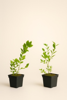 Borówka amerykańska BLUEJAY | 2-letnia | Doniczka P9 0,5 Litra | 30cm