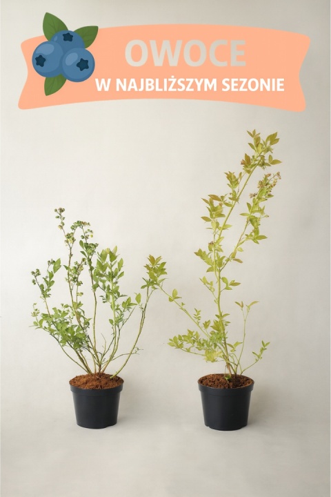 Borówka amerykańska BLUEJAY | 3-letnia | Doniczka 1,5 Litra | 60cm