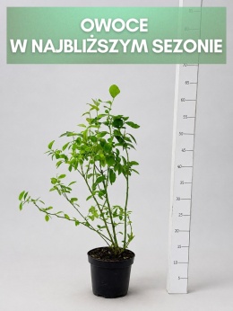 Borówka amerykańska BLUEJAY | 3-letnia | Doniczka 1,5 Litra | 60cm