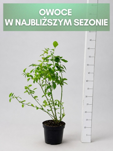 Borówka amerykańska BLUEJAY | 3-letnia | Doniczka 1,5 Litra | 60cm
