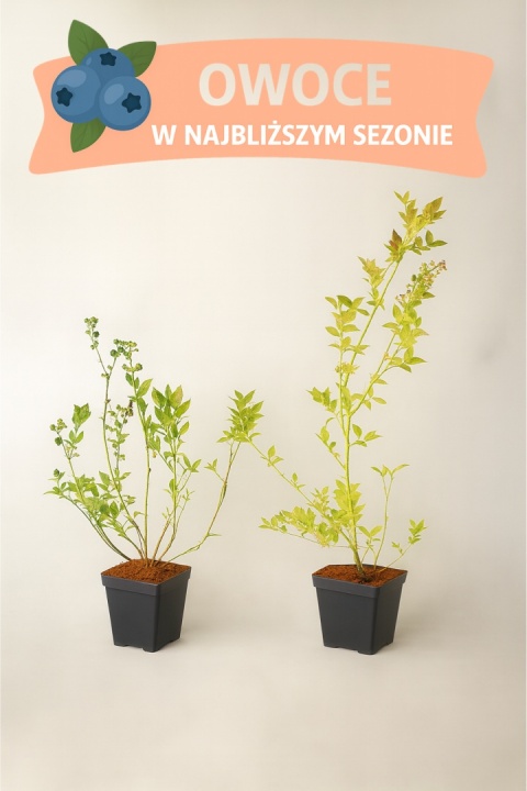 Borówka amerykańska BLUEJAY | 3-letnia | Doniczka P9 0,5 Litra | 45cm