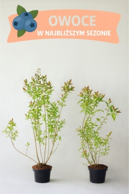Borówka amerykańska BONUS | 3-letnia | Doniczka 2 Litry | 70cm