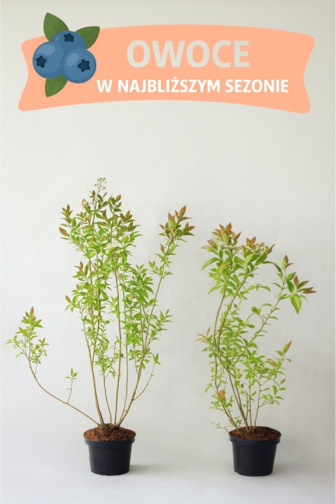 Borówka amerykańska BONUS | 3-letnia | Doniczka 2 Litry | 70cm