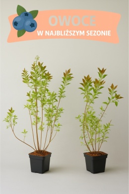 Borówka amerykańska BONUS | 3-letnia | Doniczka P9 0,5 Litra | 45cm
