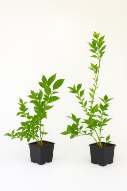 Borówka amerykańska BRIGITTA BLUE | 2-letnia | Doniczka P9 0,5 Litra | 30cm