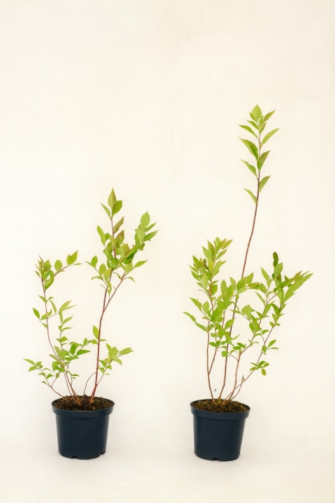 Borówka amerykańska NELSON | 2-letnia | Doniczka 1,5 Litra | 45cm