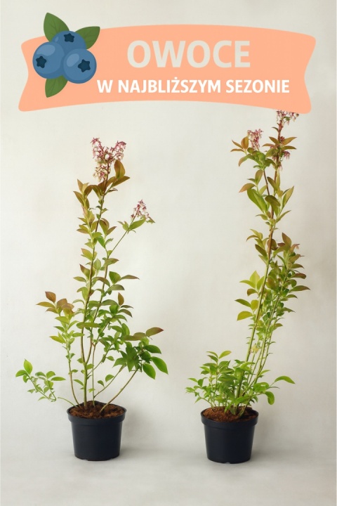 Borówka amerykańska BRIGITTA BLUE | 3-letnia | Doniczka 2 Litry | 70cm