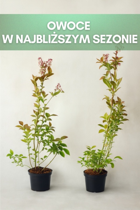 Borówka amerykańska BRIGITTA BLUE | 3-letnia | Doniczka 1,5 Litra | 60cm