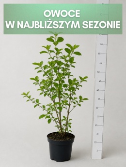 Borówka amerykańska BRIGITTA BLUE | 3-letnia | Doniczka 1,5 Litra | 60cm