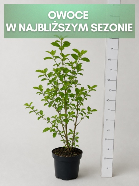 Borówka amerykańska BRIGITTA BLUE | 3-letnia | Doniczka 1,5 Litra | 60cm