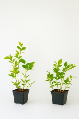 Borówka amerykańska CHANDLER | 2-letnia | Doniczka P9 0,5 Litra | 30cm