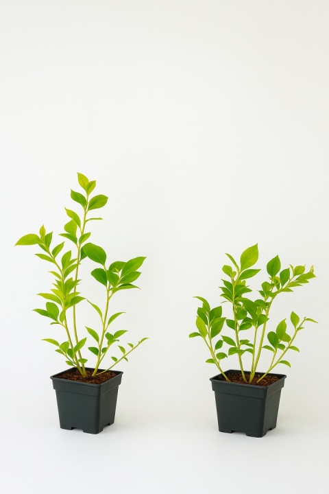 Borówka amerykańska CHANDLER | 2-letnia | Doniczka P9 0,5 Litra | 30cm