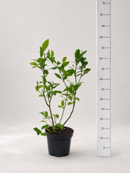 Borówka amerykańska CHANDLER | 2-letnia | Doniczka 1,5 Litra | 45cm