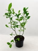 Borówka amerykańska CHANDLER | 2-letnia | Doniczka 1,5 Litra | 45cm