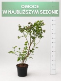 Borówka amerykańska CHANDLER | 3-letnia | Doniczka 1,5 Litra | 60cm
