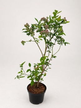 Borówka amerykańska CHANDLER | 3-letnia | Doniczka 1,5 Litra | 60cm