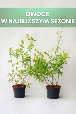Borówka amerykańska CHANDLER | 3-letnia | Doniczka 2 Litry | 70cm