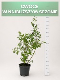 Borówka amerykańska CHANDLER | 3-letnia | Doniczka 2 Litry | 70cm