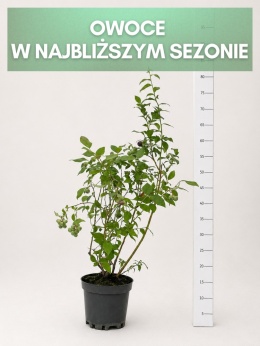 Borówka amerykańska CHANDLER | 3-letnia | Doniczka 2 Litry | 70cm