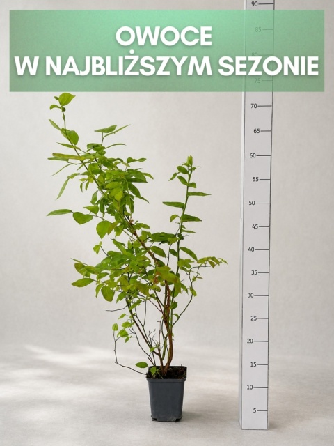 Borówka amerykańska CHANDLER | 3-letnia | Doniczka P9 0,5 Litra | 45cm