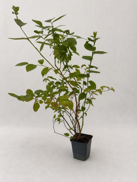 Borówka amerykańska CHANDLER | 3-letnia | Doniczka P9 0,5 Litra | 45cm