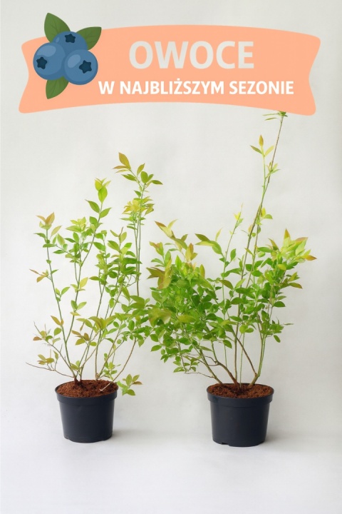 Borówka amerykańska DARROW | 3-letnia | Doniczka 1,5 Litra | 60cm