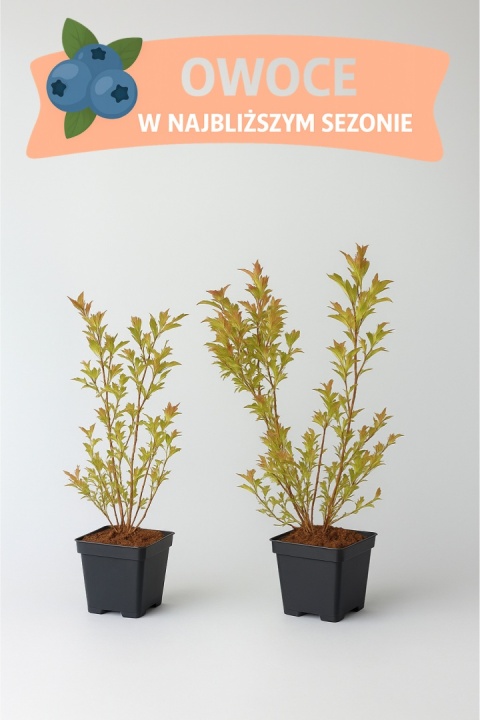 Borówka amerykańska DARROW | 3-letnia | Doniczka P9 0,5 Litra | 45cm