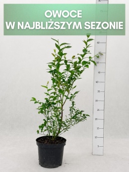 Borówka amerykańska DARROW | 3-letnia | Doniczka 1,5 Litra | 50cm